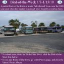 BirdofWeek2B0108102BSPI.jpg