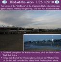 BirdofWeek2B0122102BQuartzsite.jpg