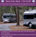 BirdofWeek2B0130092BHall2B25262BSwan.jpg