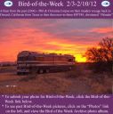 BirdofWeek2B0203122BCorpus.jpg