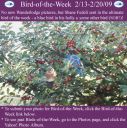 Filename=BirdofWeek2B0213092Bbuebird2Bin2Bholly.jpg
Filesize=425KiB
Dimensions=565x566
Date added=Sep 09, 2015 BirdofWeek2B0213092Bbuebird2Bin2Bholly.jpg