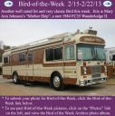 Filename=BirdofWeek2B0215132BJohnson.jpg
Filesize=295KiB
Dimensions=565x566
Date added=Sep 09, 2015 BirdofWeek2B0215132BJohnson.jpg