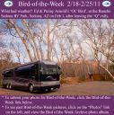 BirdofWeek2B0218112BArnold.jpg