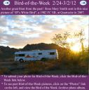 Filename=BirdofWeek2B0224122BSmith.jpg
Filesize=334KiB
Dimensions=565x566
Date added=Sep 09, 2015 BirdofWeek2B0224122BSmith.jpg