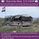 BirdofWeek2B0313092BHulse.jpg