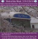 BirdofWeek2B0319102BFullenwider.jpg