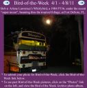 BirdofWeek2B0401112BLawrence.jpg