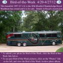 BirdofWeek2B0420122BWashburn.jpg