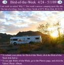 BirdofWeek2B0424092BSmith.jpg