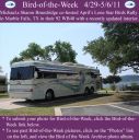 Filename=BirdofWeek2B0429112BBrundridge.jpg
Filesize=373KiB
Dimensions=565x566
Date added=Sep 09, 2015 BirdofWeek2B0429112BBrundridge.jpg