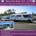 Filename=BirdofWeek2B0501092BHannigan.jpg
Filesize=287KiB
Dimensions=565x566
Date added=Sep 09, 2015 BirdofWeek2B0501092BHannigan.jpg