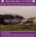 Filename=BirdofWeek2B0521102BArnold.jpg
Filesize=304KiB
Dimensions=565x566
Date added=Sep 09, 2015 BirdofWeek2B0521102BArnold.jpg