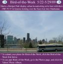 BirdofWeek2B0522092BMario2BPatti.jpg