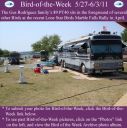 Filename=BirdofWeek2B0527112BRodriguez.jpg
Filesize=385KiB
Dimensions=565x566
Date added=Sep 09, 2015 BirdofWeek2B0527112BRodriguez.jpg