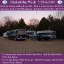 BirdofWeek2B0529092BArchie_2BLosh252C2BFullenwider.jpg