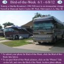 Filename=BirdofWeek2B0601122BRountree.jpg
Filesize=305KiB
Dimensions=565x566
Date added=Sep 09, 2015 BirdofWeek2B0601122BRountree.jpg