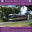 Filename=BirdofWeek2B0611102BMcMahan.jpg
Filesize=443KiB
Dimensions=565x566
Date added=Sep 09, 2015 BirdofWeek2B0611102BMcMahan.jpg