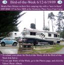 BirdofWeek2B0612092BWinter.jpg