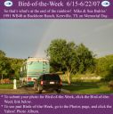 Filename=BirdofWeek2B0615072BBulriss.jpg
Filesize=352KiB
Dimensions=565x566
Date added=Sep 09, 2015 BirdofWeek2B0615072BBulriss.jpg