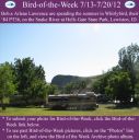 BirdofWeek2B0713122BLawrence.jpg