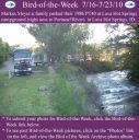 Filename=BirdofWeek2B0716102BMeyer.jpg
Filesize=297KiB
Dimensions=565x566
Date added=Sep 09, 2015 BirdofWeek2B0716102BMeyer.jpg