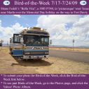 BirdofWeek2B0717092BFedeli.jpg