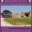 BirdofWeek2B0805112BFedeli.jpg