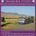 BirdofWeek2B0812112BFedeli.jpg