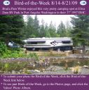 BirdofWeek2B0814092BWinter.jpg