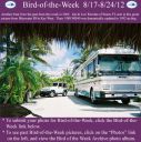 Filename=BirdofWeek2B0817122BRiordan.jpg
Filesize=444KiB
Dimensions=565x566
Date added=Sep 09, 2015 BirdofWeek2B0817122BRiordan.jpg