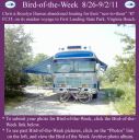 BirdofWeek2B0826112BDamen.jpg