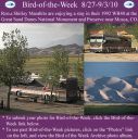 Filename=BirdofWeek2B0827102BMarabito.jpg
Filesize=425KiB
Dimensions=565x566
Date added=Sep 09, 2015 BirdofWeek2B0827102BMarabito.jpg