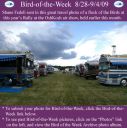 BirdofWeek2B0828092BOshKosh.jpg