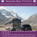 Filename=BirdofWeek2B0907122BBradner.jpg
Filesize=279KiB
Dimensions=565x566
Date added=Sep 09, 2015 BirdofWeek2B0907122BBradner.jpg