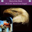 Filename=BirdofWeek2B0910102B9-112BEagle.jpg
Filesize=201KiB
Dimensions=565x566
Date added=Sep 09, 2015 BirdofWeek2B0910102B9-112BEagle.jpg