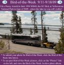 Filename=BirdofWeek2B0911092BArnold.jpg
Filesize=346KiB
Dimensions=565x566
Date added=Sep 09, 2015 BirdofWeek2B0911092BArnold.jpg