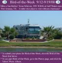 BirdofWeek2B0912082BBulriss.jpg