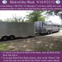 Filename=BirdofWeek2B0914122BEkberg.jpg
Filesize=328KiB
Dimensions=565x566
Date added=Sep 09, 2015 BirdofWeek2B0914122BEkberg.jpg