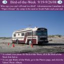 BirdofWeek2B0919082BPapa2526252339253Bs2BDream.jpg