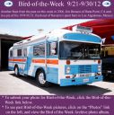 Filename=BirdofWeek2B0921122BBenson.jpg
Filesize=326KiB
Dimensions=565x566
Date added=Sep 09, 2015 BirdofWeek2B0921122BBenson.jpg
