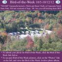 Filename=BirdofWeek2B1005122BBirds2B25262BBears2BRally2B2009.jpg
Filesize=397KiB
Dimensions=565x566
Date added=Sep 09, 2015 BirdofWeek2B1005122BBirds2B25262BBears2BRally2B2009.jpg