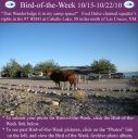 BirdofWeek2B1015102BHulse.jpg