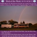 BirdofWeek2B1019122BSchreurs.jpg