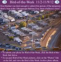 Filename=BirdofWeek2B1102122BAlbuquerque2BBalloon2BFest2B10-14-12.jpg
Filesize=402KiB
Dimensions=565x566
Date added=Sep 09, 2015 BirdofWeek2B1102122BAlbuquerque2BBalloon2BFest2B10-14-12.jpg