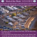 BirdofWeek2B1102122BAlbuquerque2BBalloon2BFest2B10-14-12.jpg