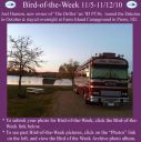 BirdofWeek2B1105102BHanson.jpg