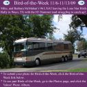 BirdofWeek2B1106092BMcMahan.jpg