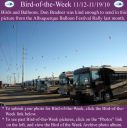 Filename=BirdofWeek2B1112102BAlbuquerque.jpg
Filesize=256KiB
Dimensions=565x566
Date added=Sep 09, 2015 BirdofWeek2B1112102BAlbuquerque.jpg