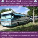 Filename=BirdofWeek2B1113092BRainbolt.jpg
Filesize=382KiB
Dimensions=565x566
Date added=Sep 09, 2015 BirdofWeek2B1113092BRainbolt.jpg