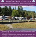 Filename=BirdofWeek2B1119102BPNWBB2BRally.jpg
Filesize=411KiB
Dimensions=565x566
Date added=Sep 09, 2015 BirdofWeek2B1119102BPNWBB2BRally.jpg